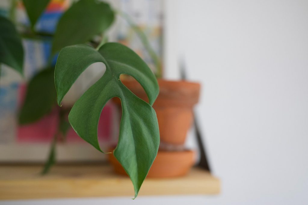 Mini monstera leaf