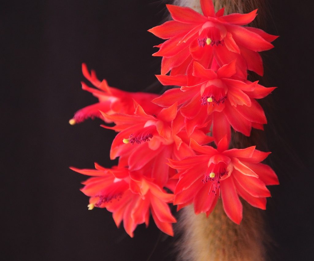 A monkey tail cactus with red flowers