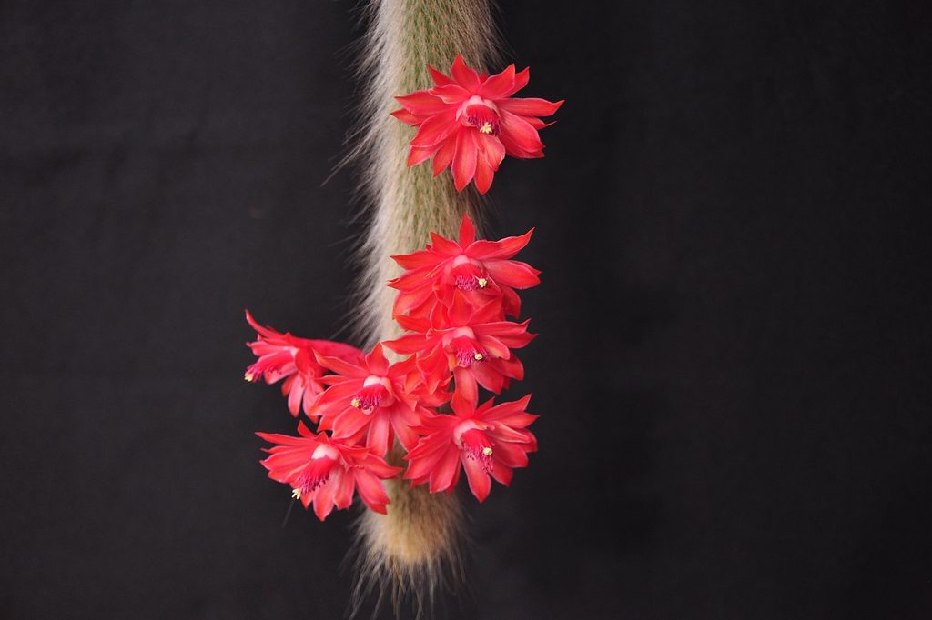 A monkey tail cactus with red flowers
