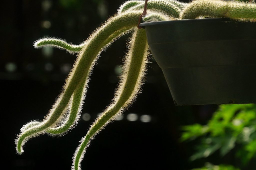 A potted monkey tail cactus