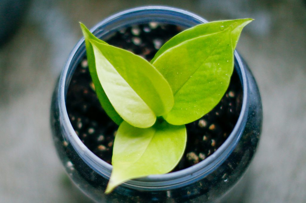 Small neon pothos in a jar