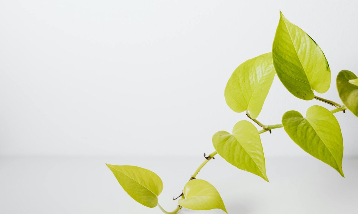 A neon pothos vine