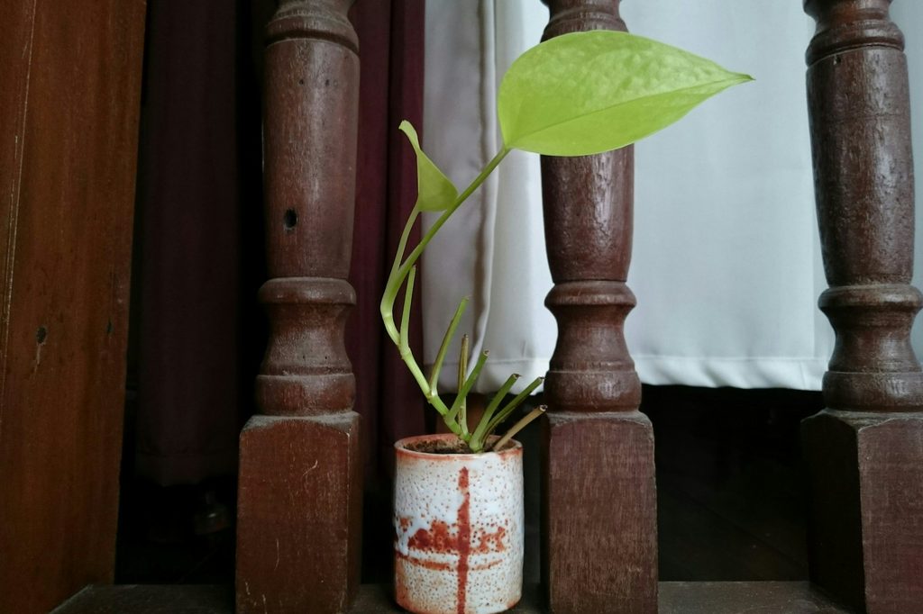 A small neon pothos plant in a white and red pot