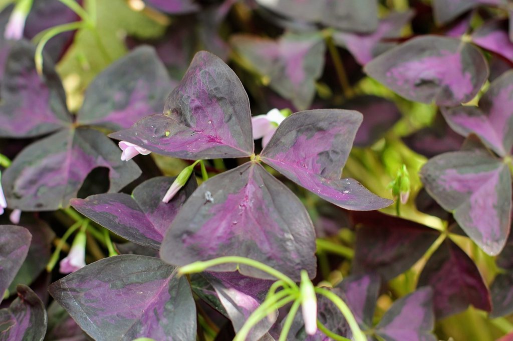 Oxalis triangularis leaves
