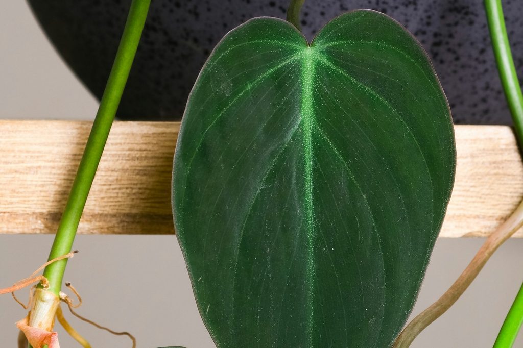 A philodendron micans leaf