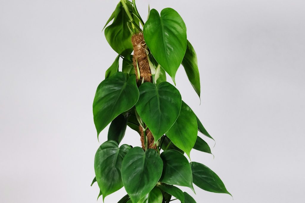 A philodendron micans vine climbing a moss pole