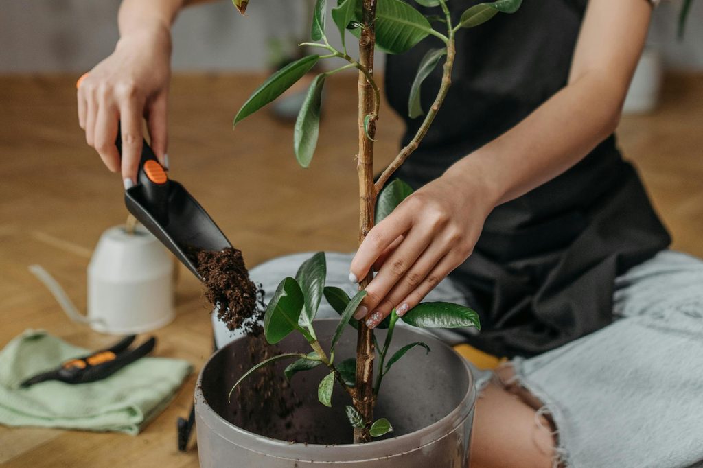 A woman planting a ficus Audrey plant