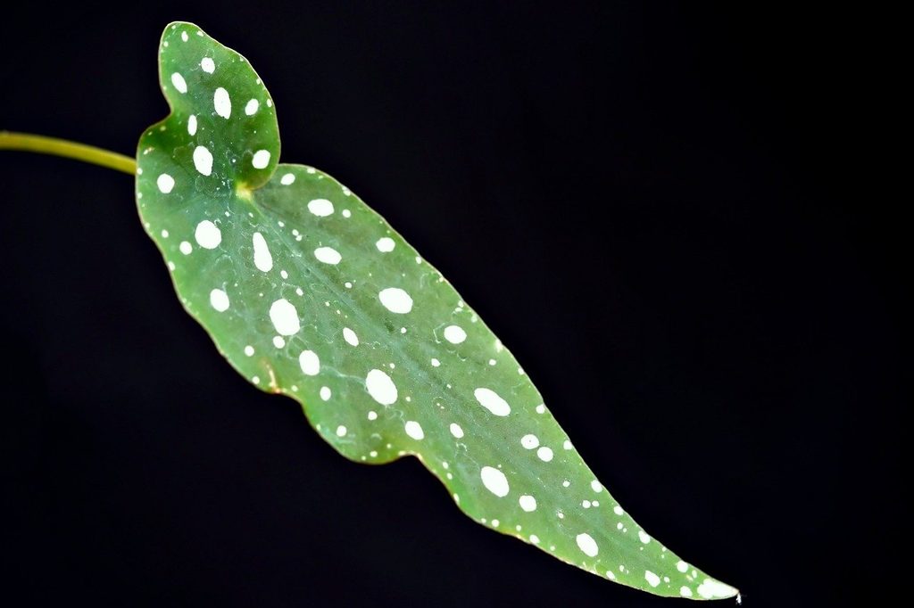 A polka dot begonia leaf