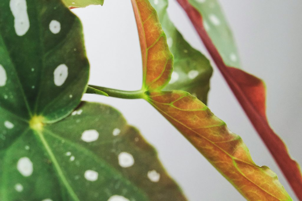 Polka dot begonia leaves