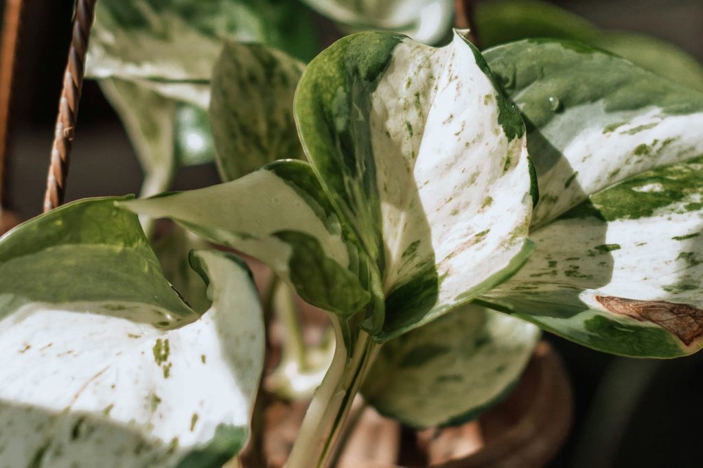 A marble queen pothos