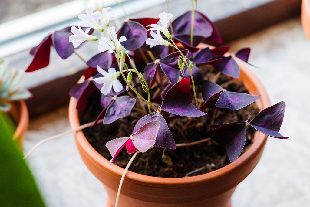 A potted oxalis triangularis plant