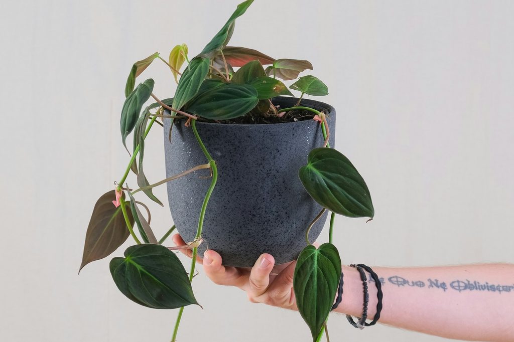 A person holding a potted philodendron micans