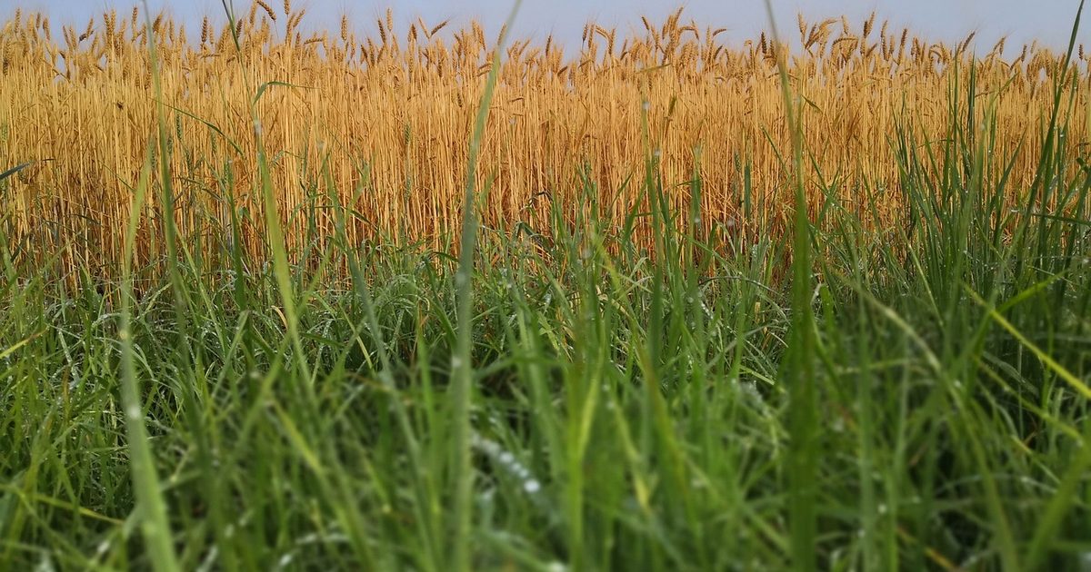 Reed Rye Winter rye care: A complete guide | HappySprout