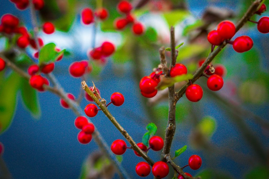 Winterberry holly berries close up