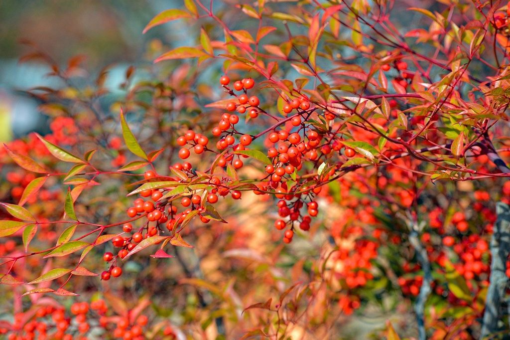 A winterberry holly shrub in autumn