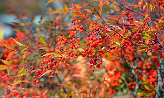 A winterberry holly shrub in autumn