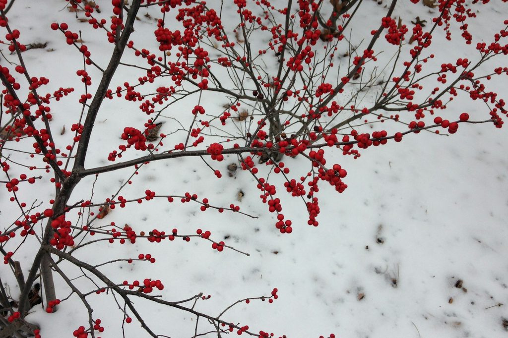 Winterberry holly shrubs in winter with red berries and no leaves