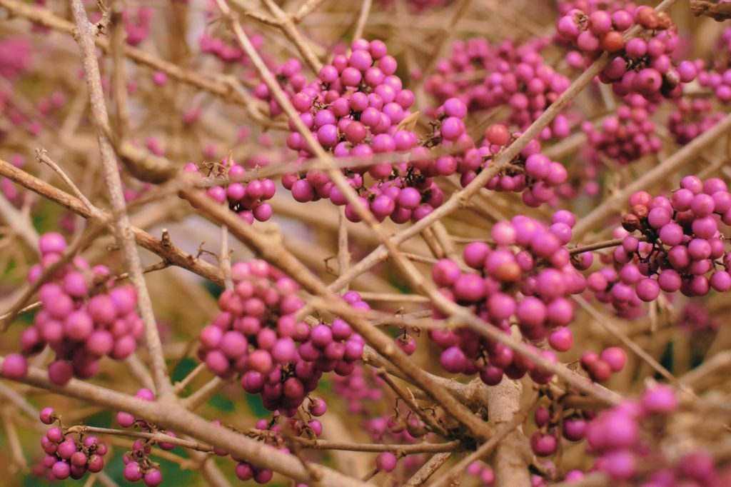Beautyberry shrub with pink berries and no leaves