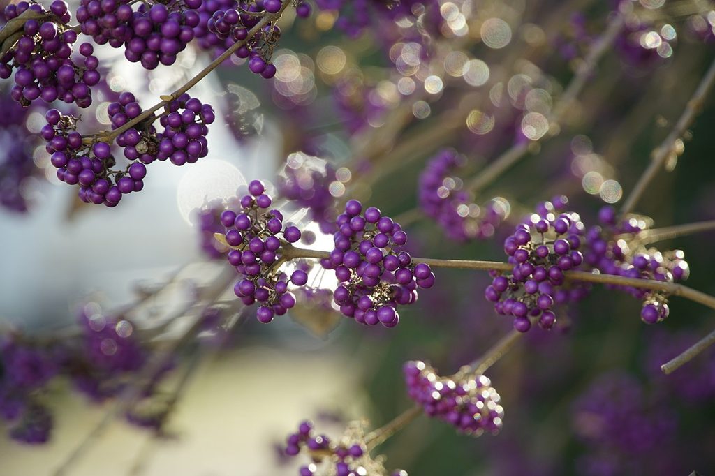 Beautyberry shrub with purple berries and no leaves