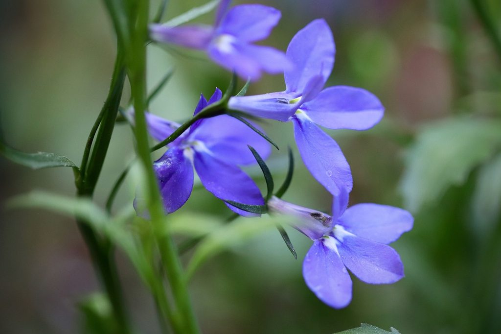 Blue lobelia flowers