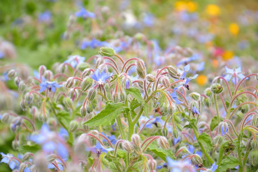 A field of borage flowers