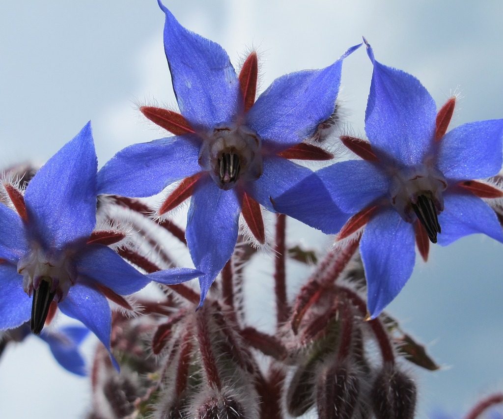 Borage plant with red stems and blue flowers