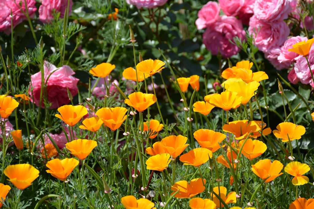 California poppies growing beside pink flowers