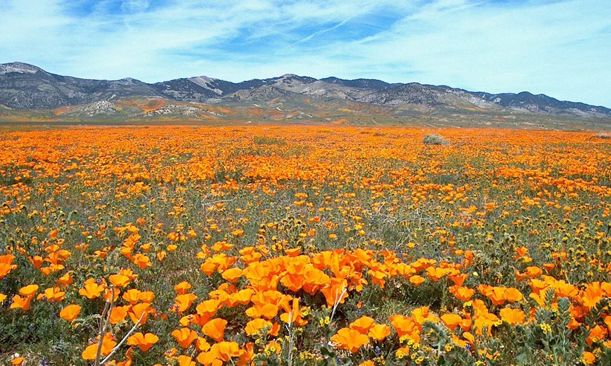 A field of orange California poppies with low mountains in the distance