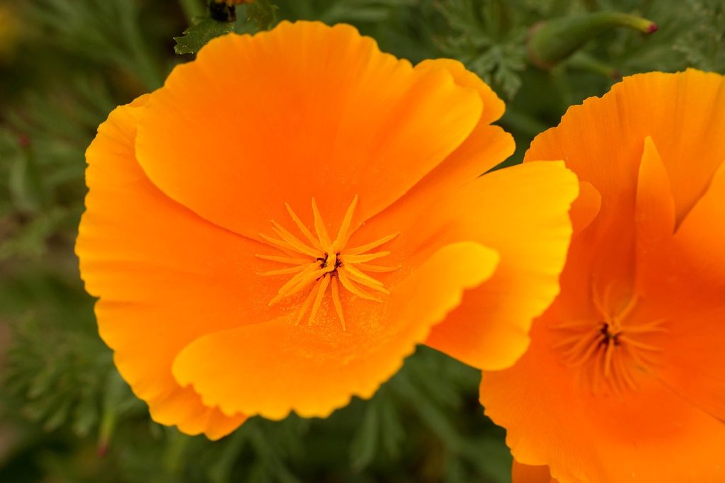 Orange California poppy flowers