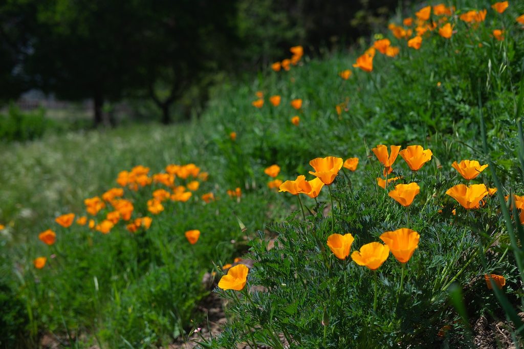 California poppy plants on a hillside