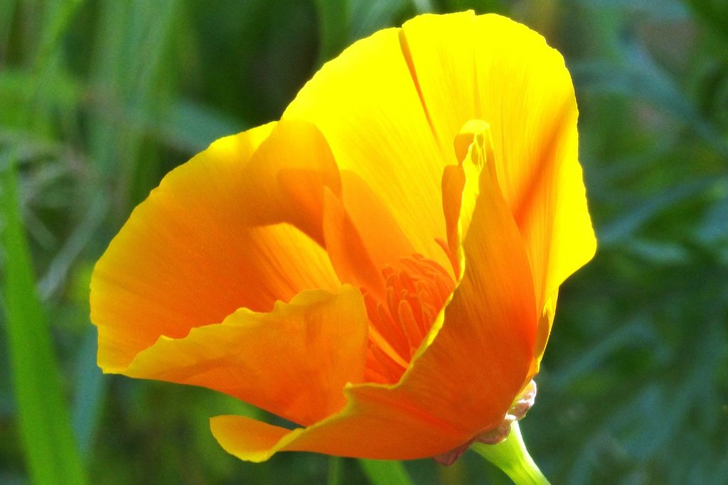 A golden California poppy flower