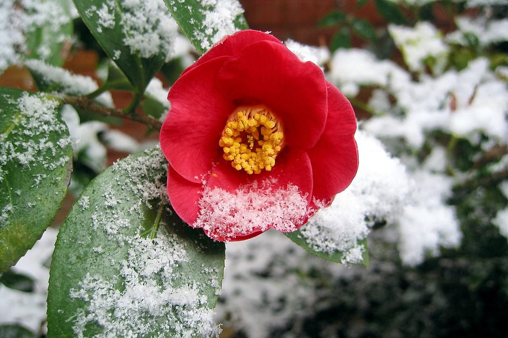 Red camellia flower with snow on it