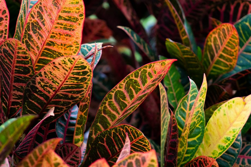 Colorful croton leaves