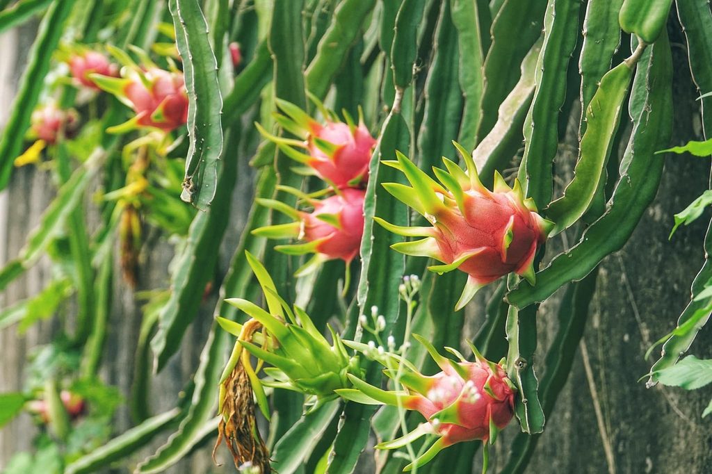 Dragon fruit plants with ripe fruit