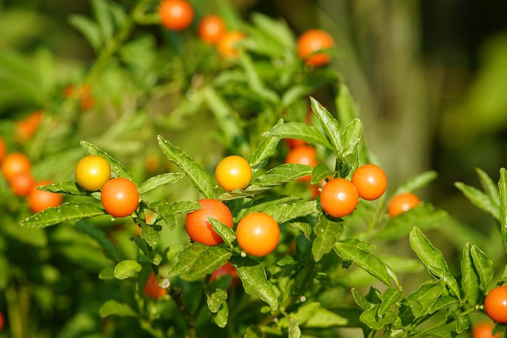 A Jerusalem cherry plant with orange fruit