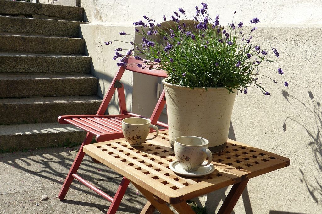 A large potted lavender plant on a table with two small mugs