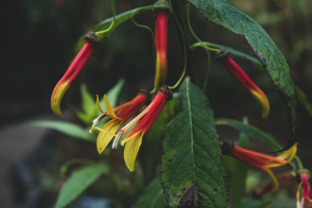Red and yellow Mexican or longflower lobelia flowers