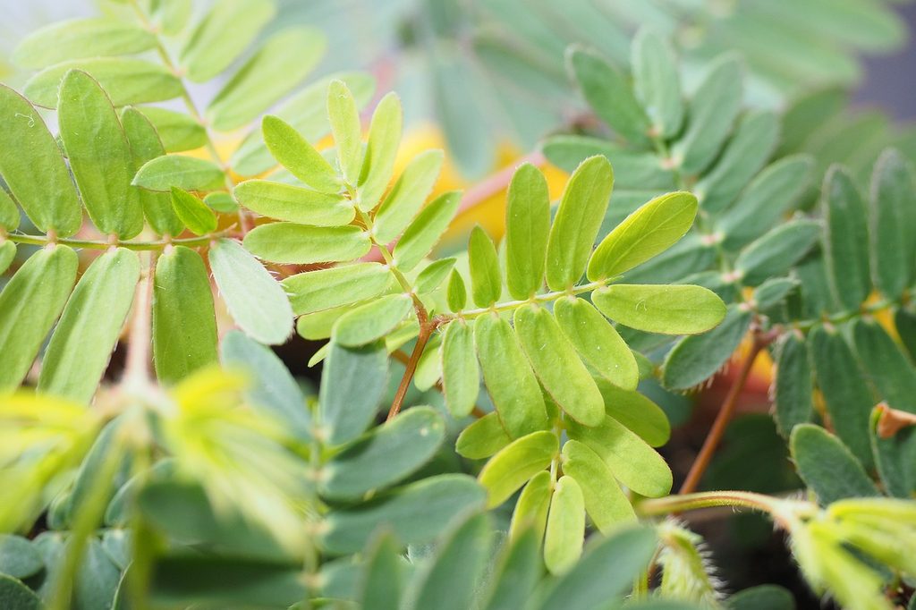Mimosa plant leaves