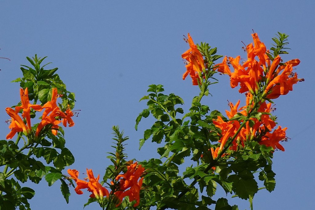 Crossvine with orange flowers