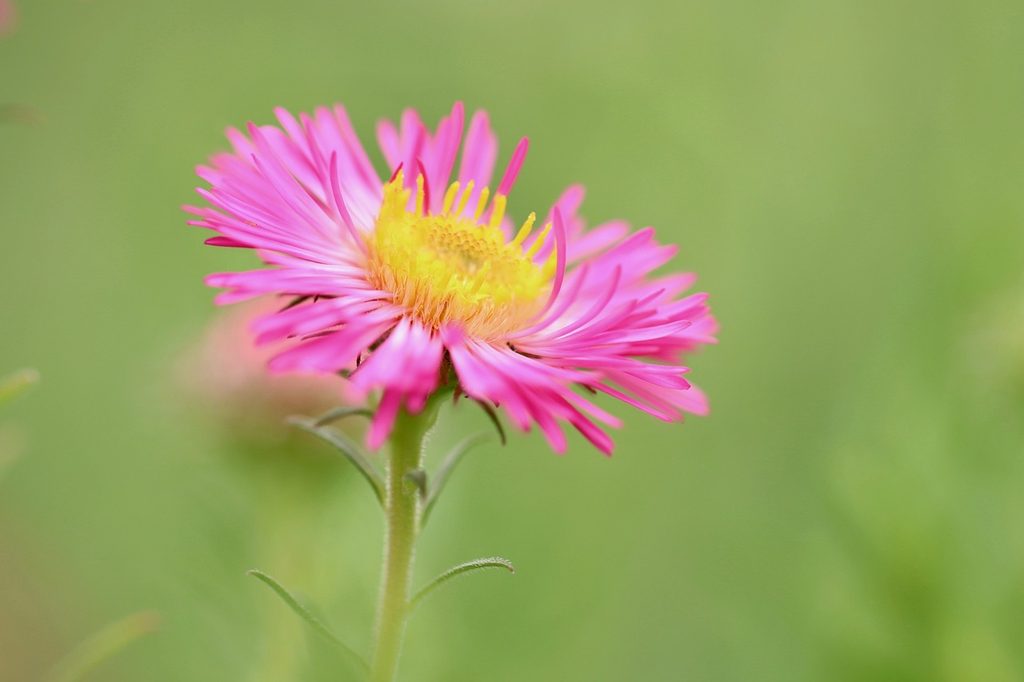 A pink aster flower