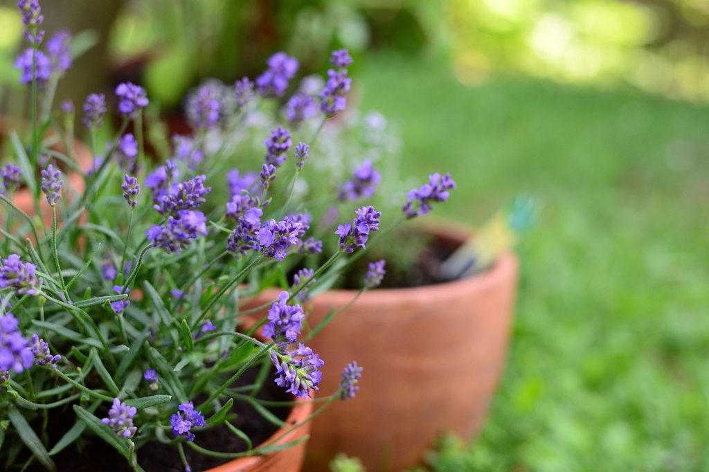 Lavender in terracotta pots