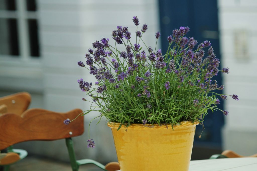 Lavender in a yellow flower pot