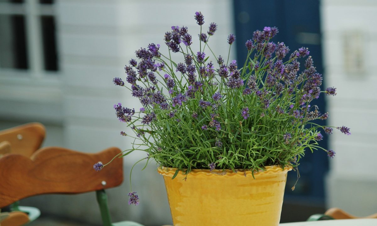 Lavender in a yellow flower pot