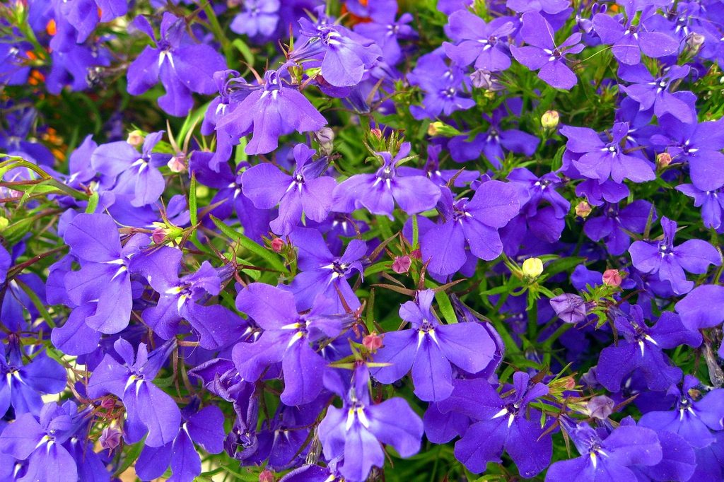 Purple lobelia flowers