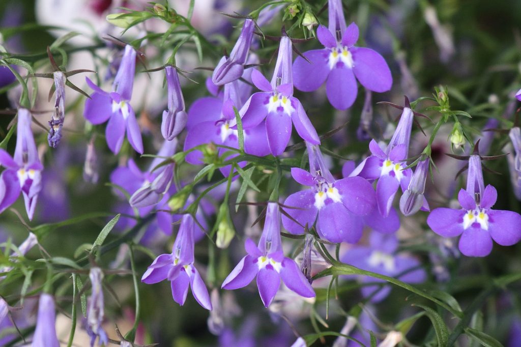 Purple lobelia flowers