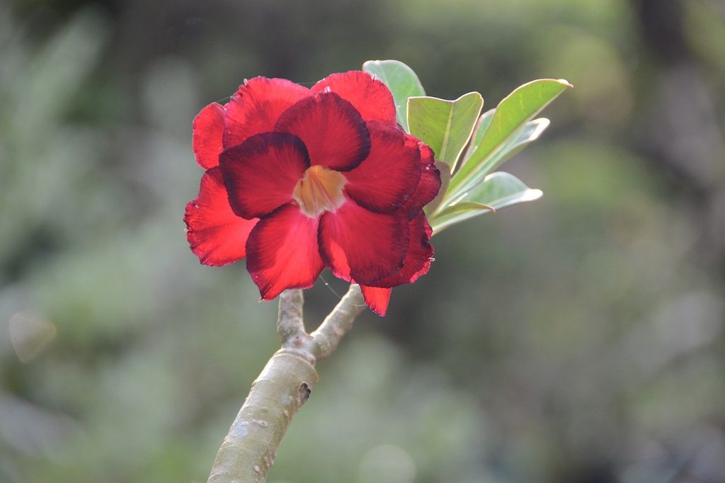 Red desert rose flower