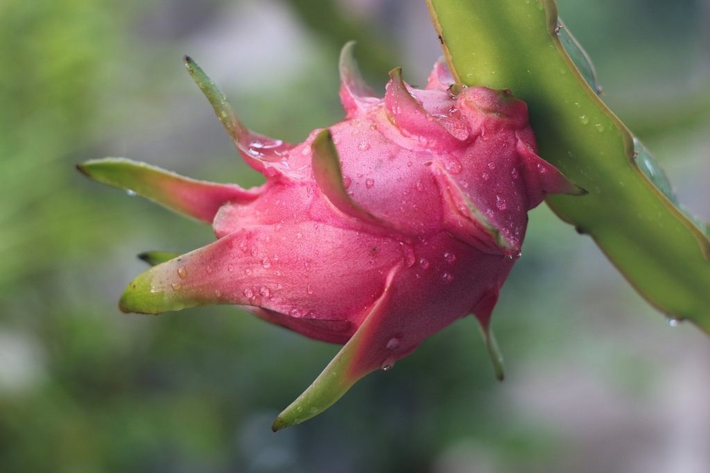 Ripe dragon fruit