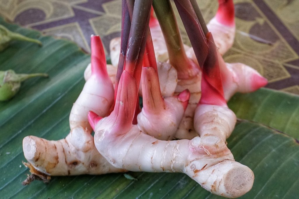 Sprouting red and pink ginger plants