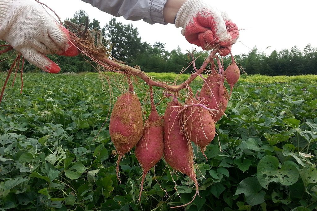A farmer with gloves holding up freshly harvested sweet potatoes