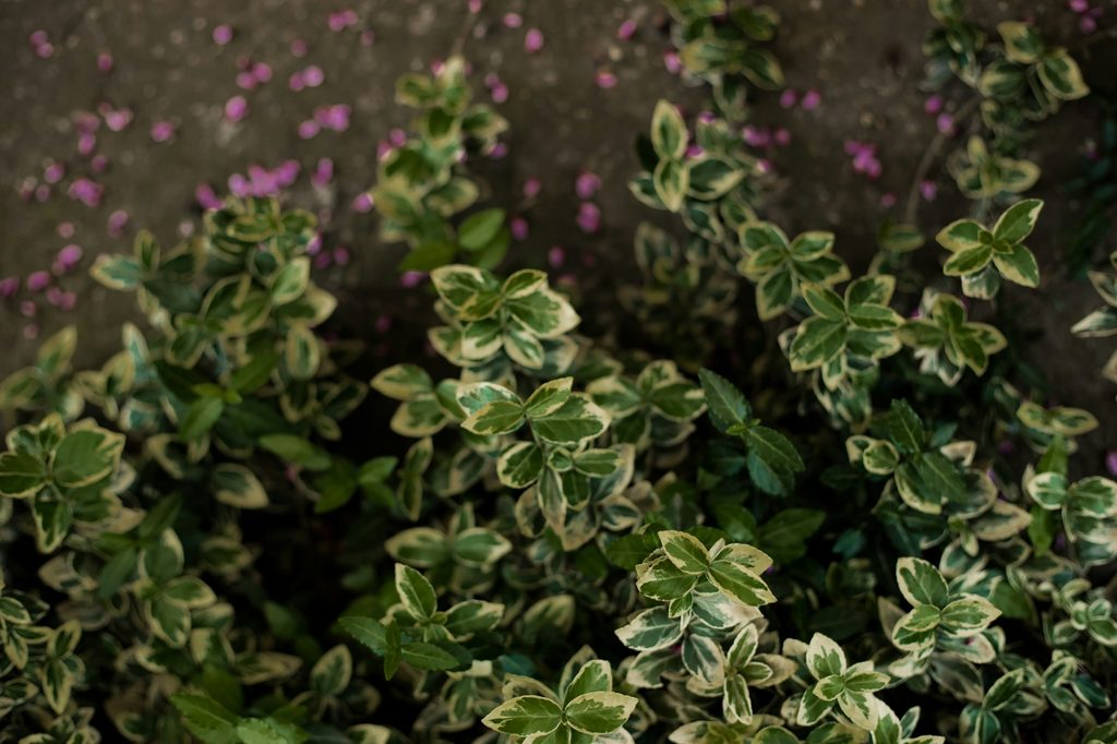 White and green wintercreeper plant